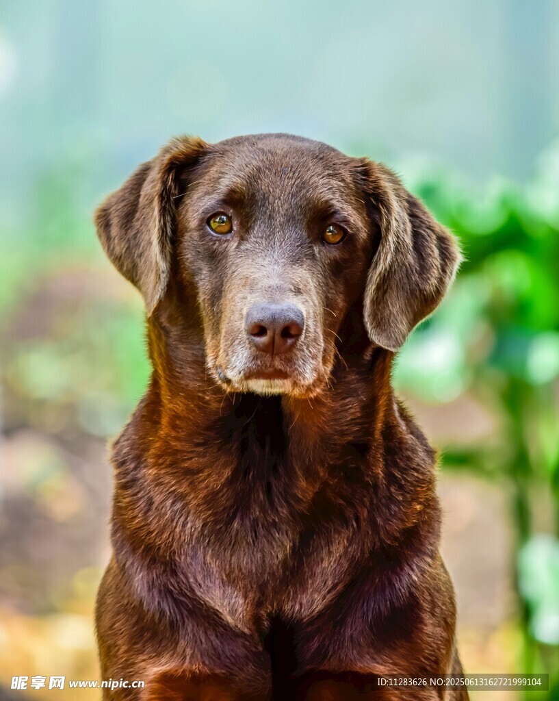 棕色拉布拉多犬的特寫