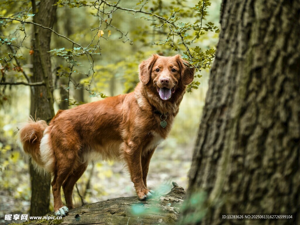 林間金毛犬的愜意時光