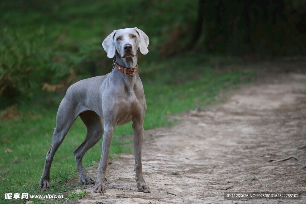 小路上的威瑪獵犬