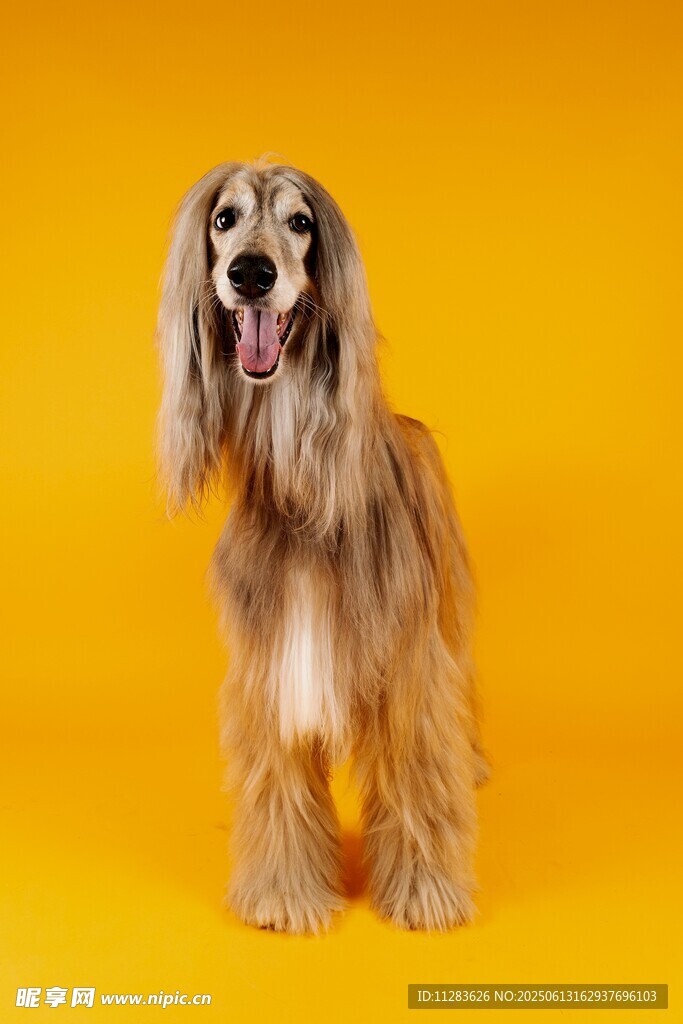 長(zhǎng)毛獵犬于黃色背景前