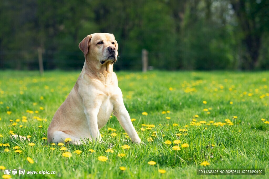 草地中的可愛拉布拉多犬