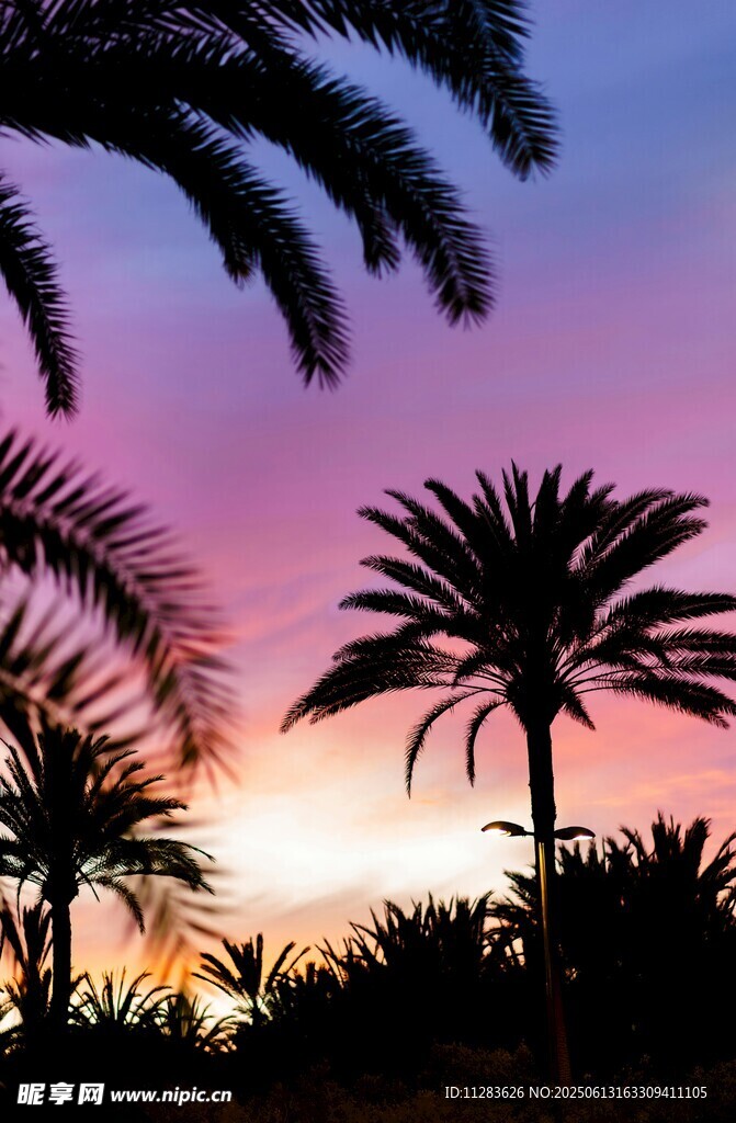 夕陽下的棕櫚樹剪影