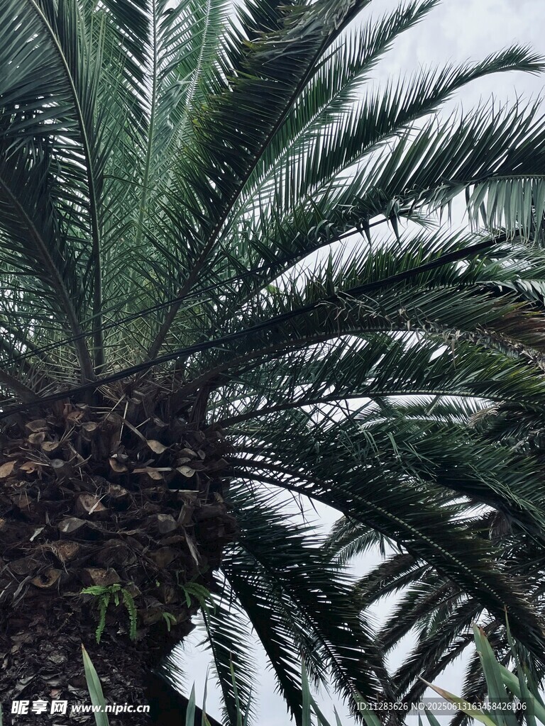 高大棕櫚樹特寫