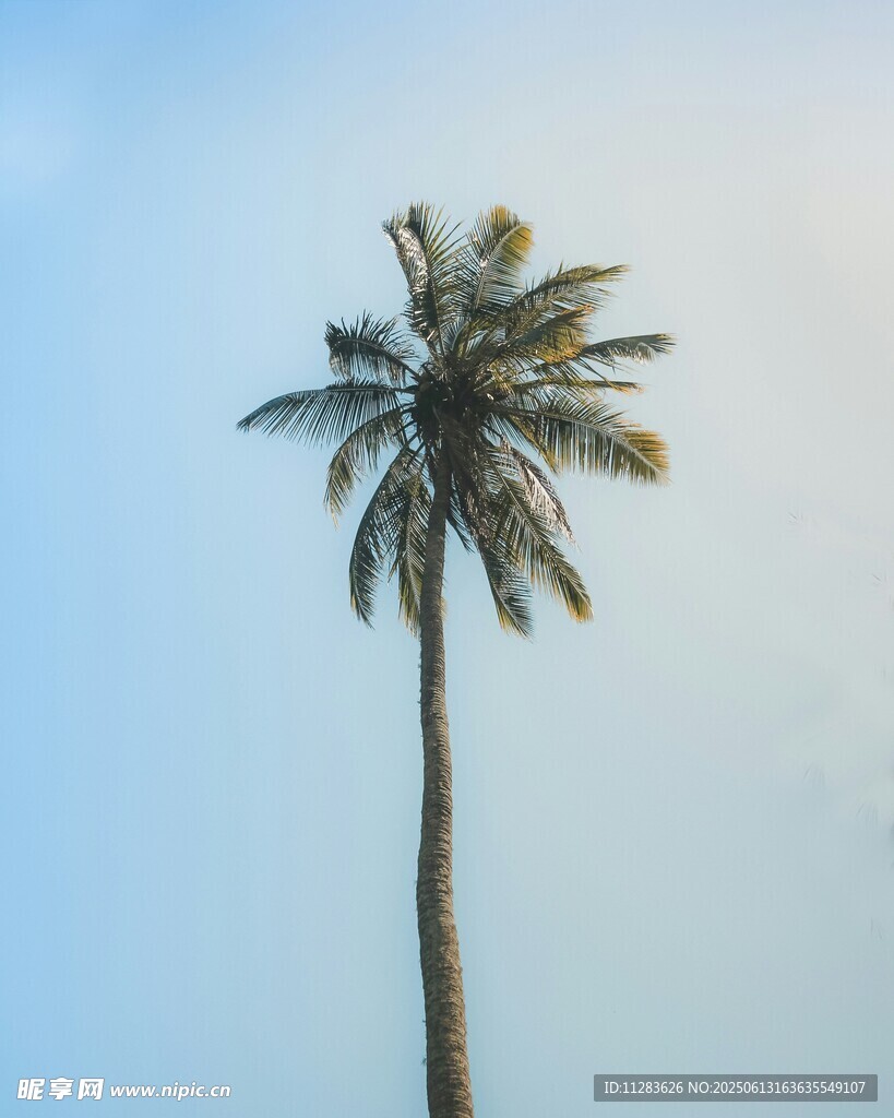 孤獨椰樹挺立藍天之下