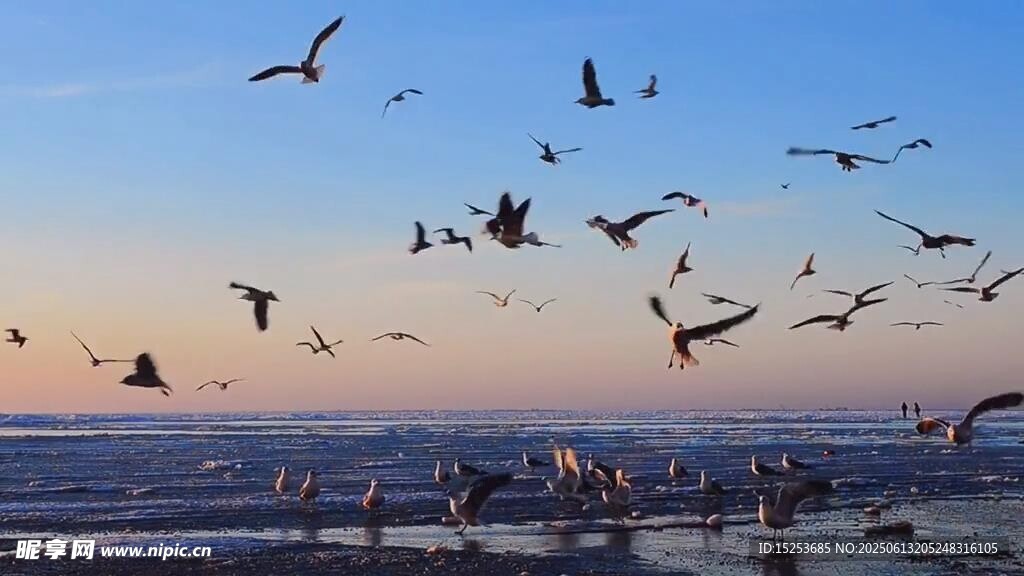 海邊群鳥飛舞的美麗景象