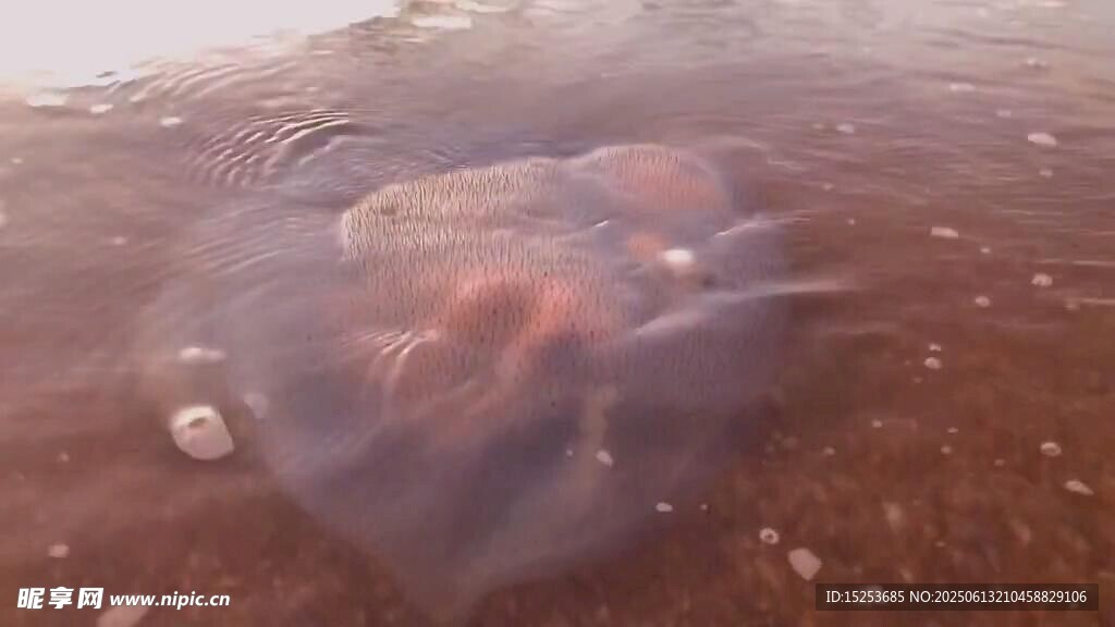 沙灘上的透明水母