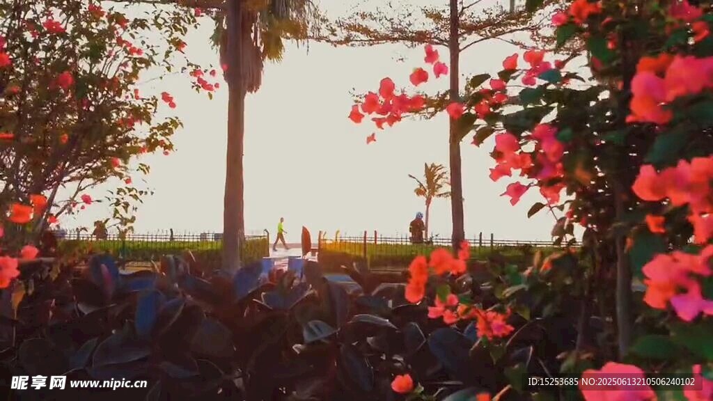 繁花盛開的戶外休閑場景