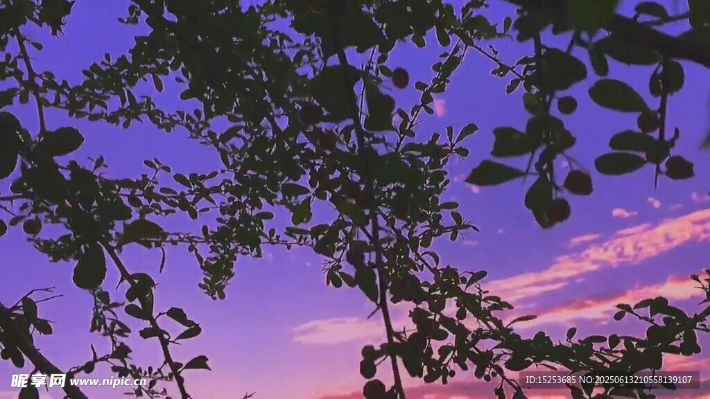 黃昏下的枝葉與夢幻天空