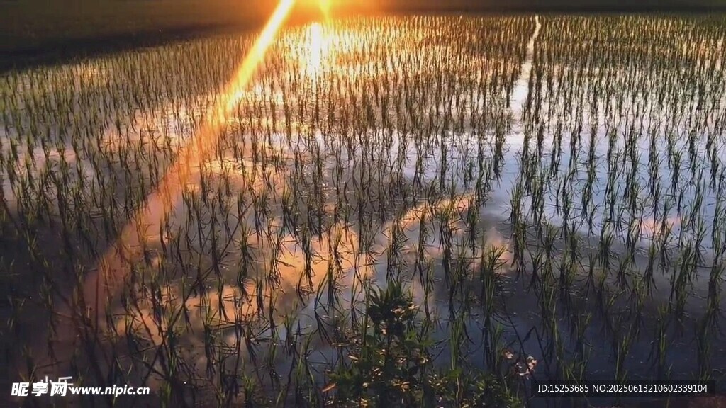 日出下的廣袤森林景觀
