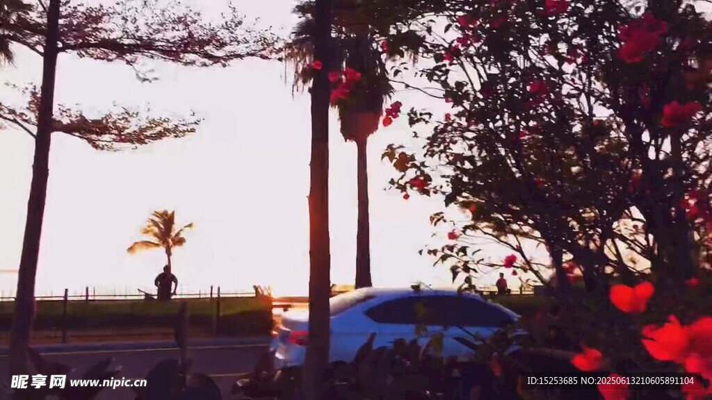 夕陽下的樹木與艷麗花朵
