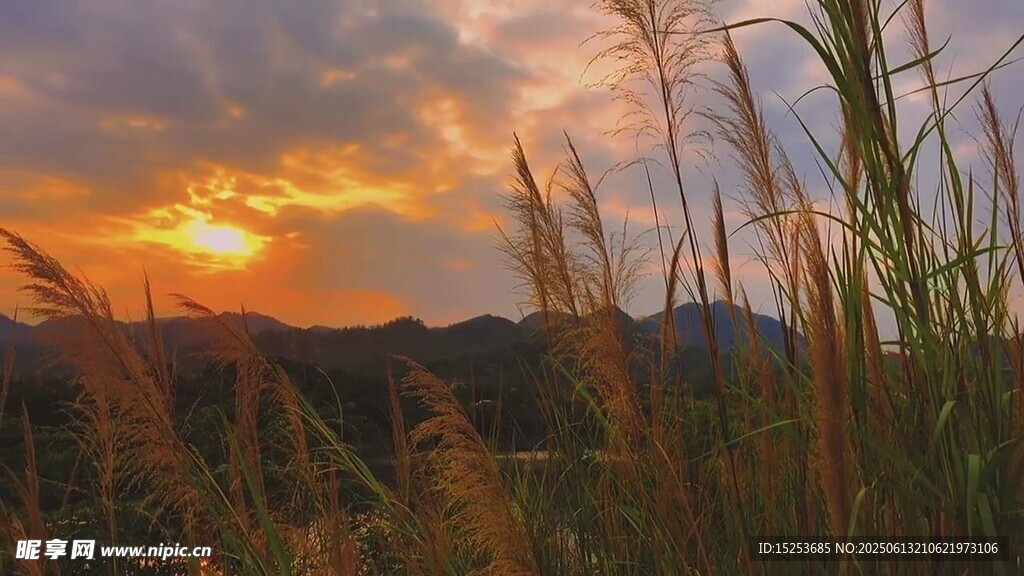 夕陽下的蘆葦美景