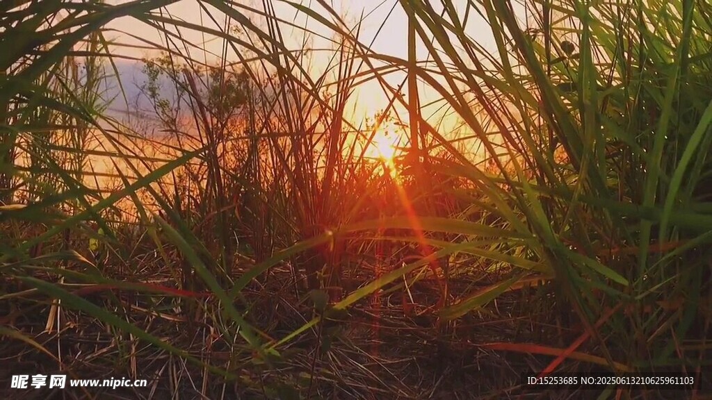 夕陽下的草叢美景