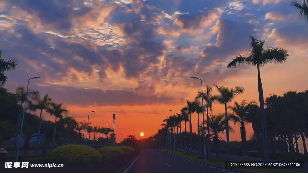 夕陽下的棕櫚樹美景
