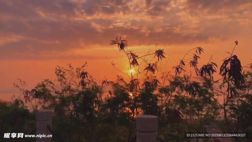 夕陽下的植物剪影