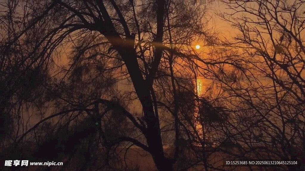 夕陽下的樹木剪影