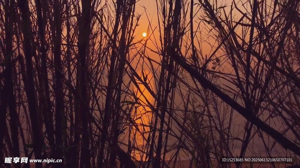 夕陽下的枯樹林