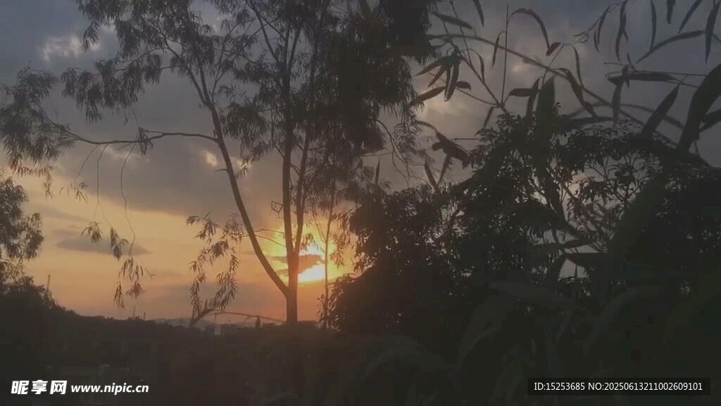 夕陽下的樹林美景