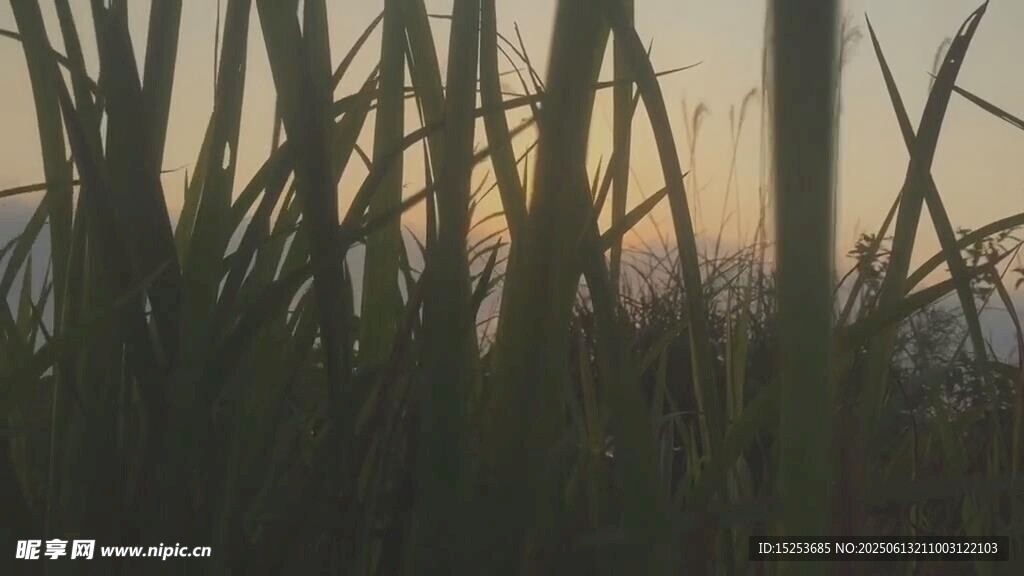 夕陽下的蘆葦剪影