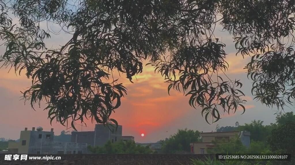 夕陽下的樹梢美景