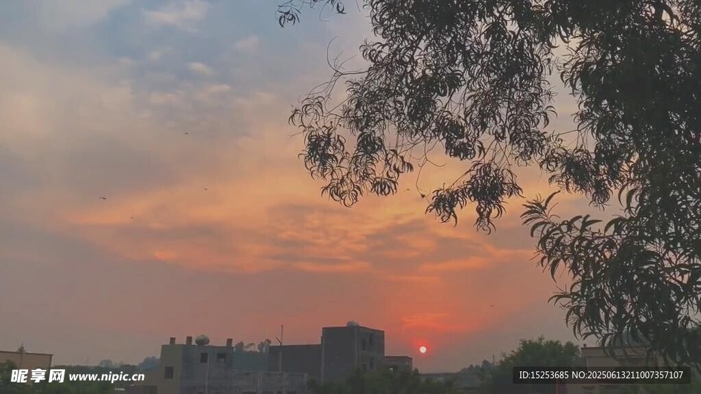夕陽下的樹梢美景