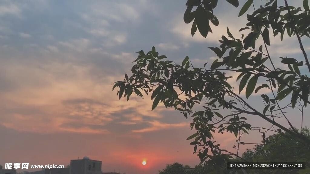 夕陽下的枝葉與天邊晚霞