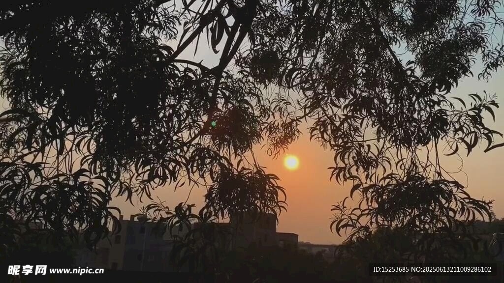 夕陽透過枝葉灑下美景