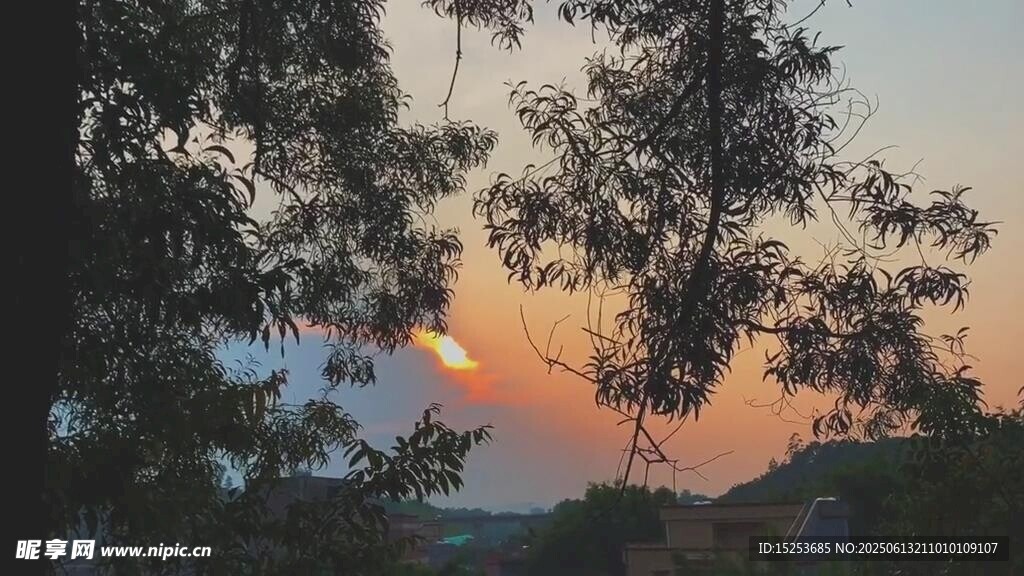 夕陽下的樹梢美景