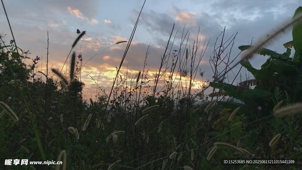 黃昏下的玉米地美景