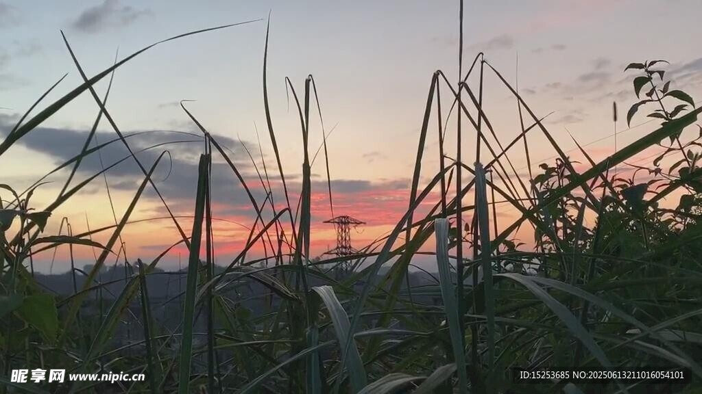 夕陽下的草叢美景