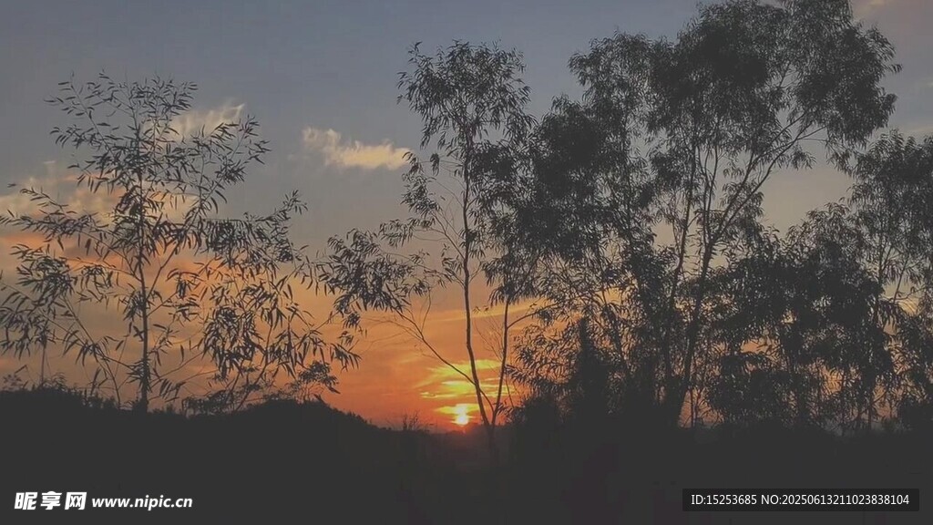 夕陽下的樹木剪影