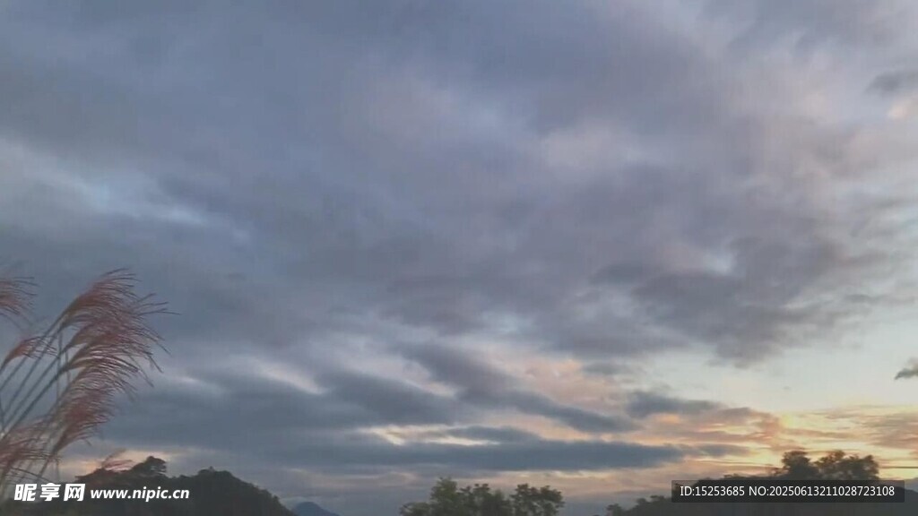 黃昏時分的天空與植物景觀