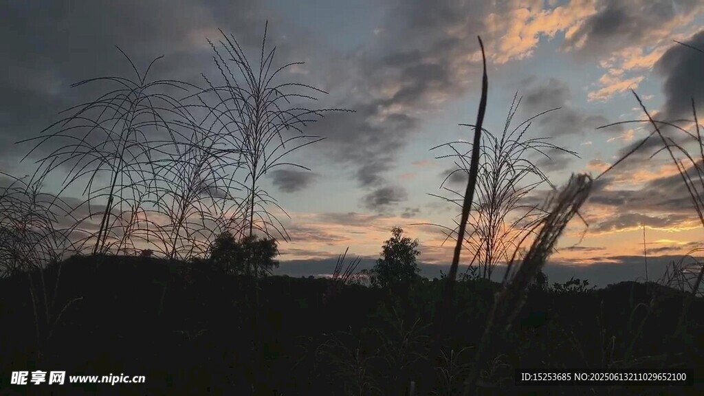 黃昏下的枯樹(shù)林景觀