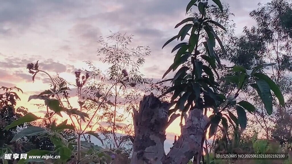 黃昏下的樹木與朦朧天空