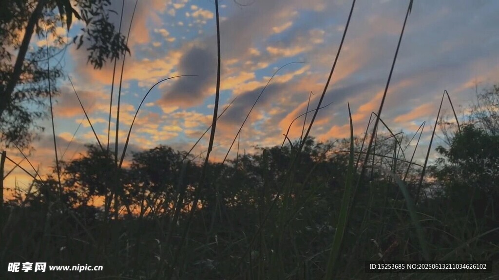 日落時分的樹林美景