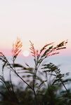 夕陽下的草影