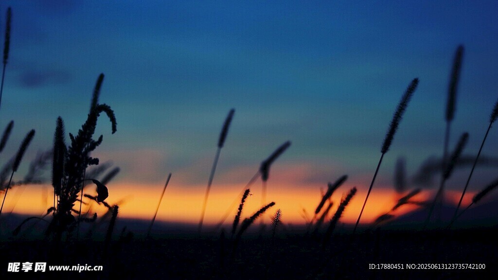夕陽下的蘆葦