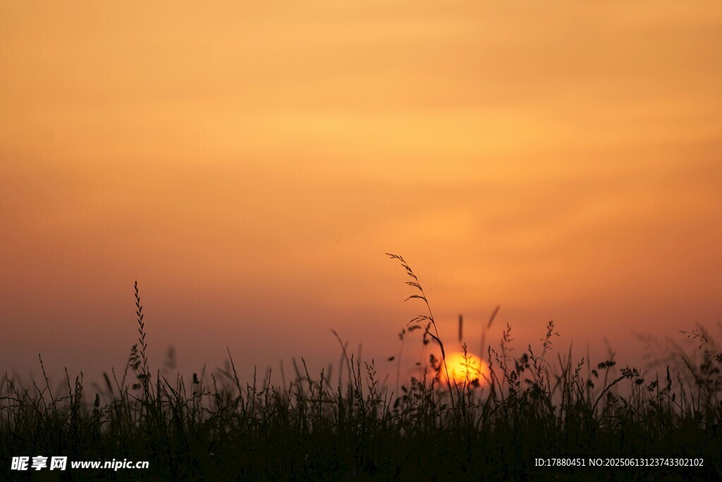 夕陽下的草地