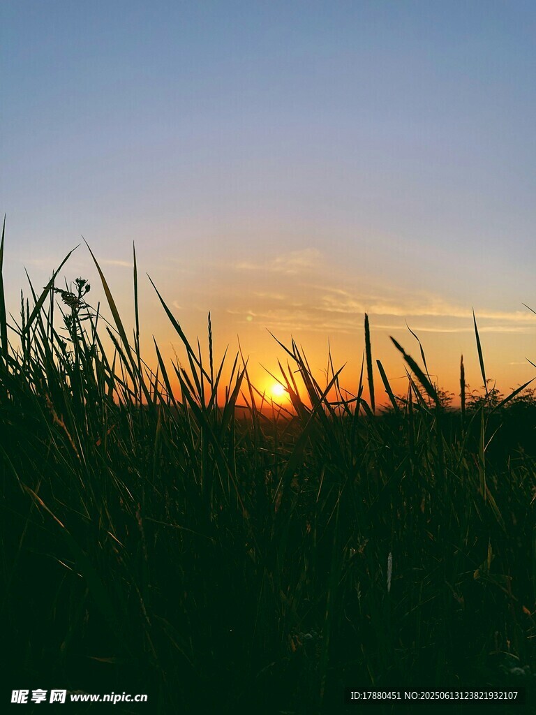 夕陽下的草地