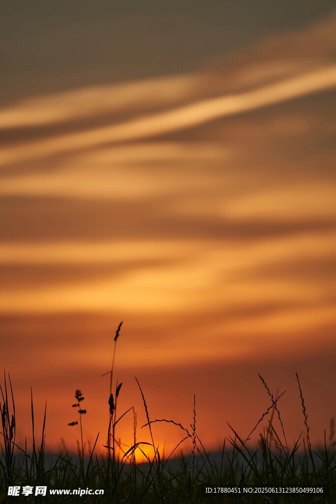夕陽下的草地