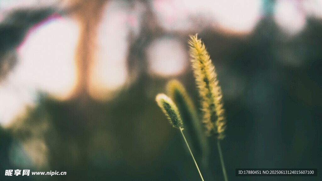 狗尾巴草