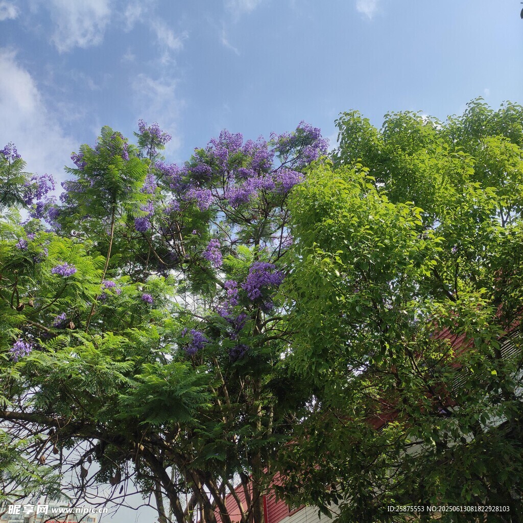藍花楹