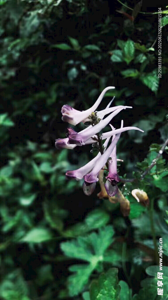 牽牛花