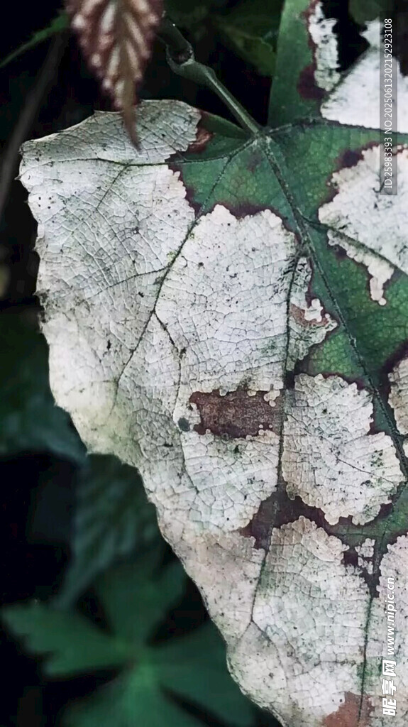 枯葉