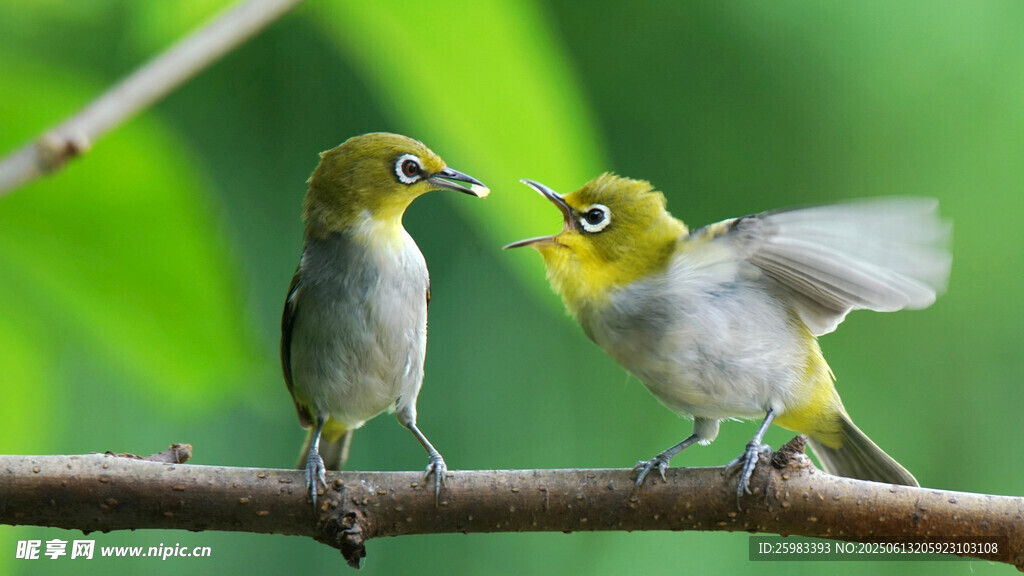 繡眼鳥