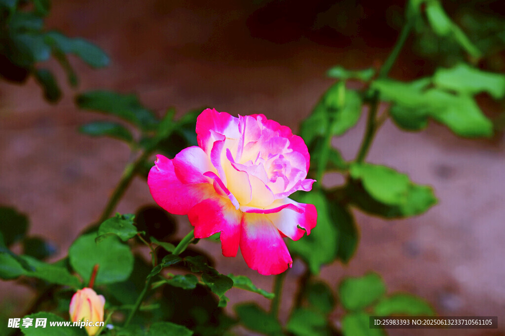 月季花