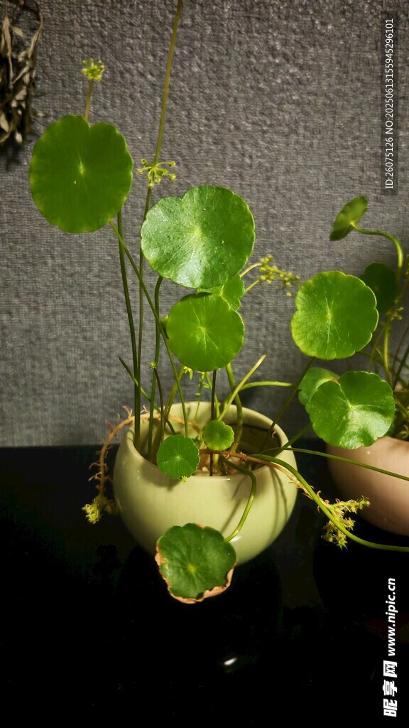 可愛銅錢草盆栽