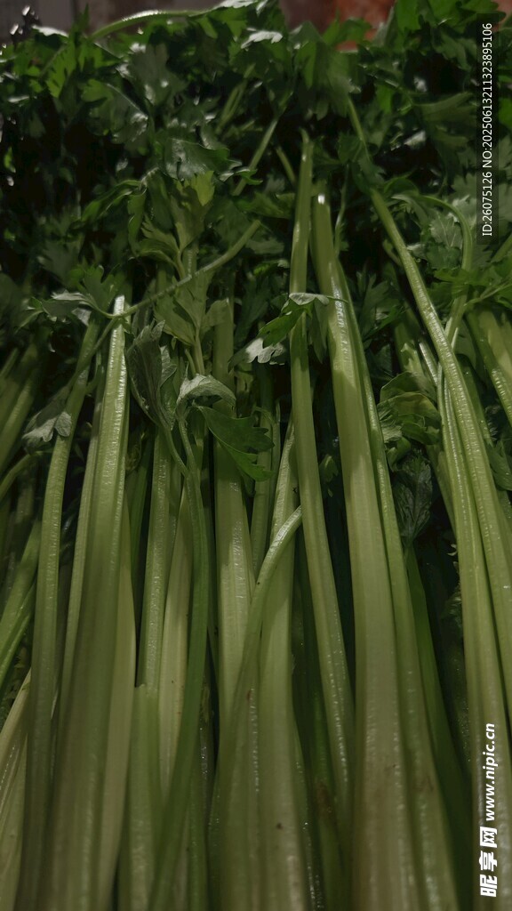 翠綠細長的芹菜