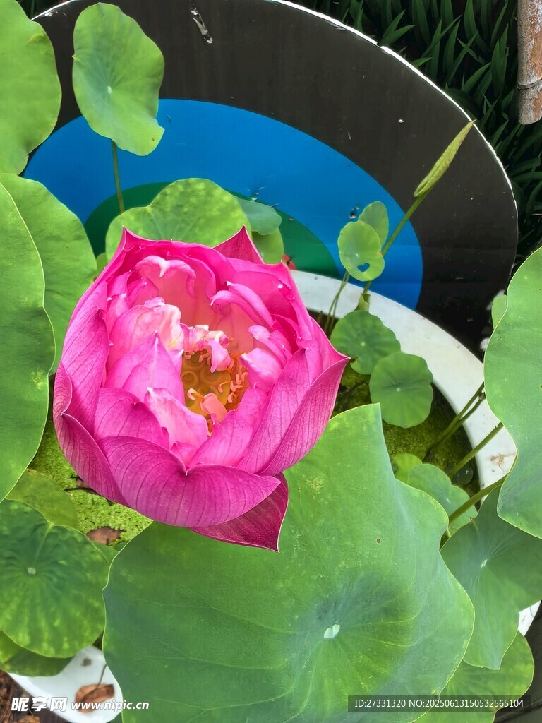 嬌艷盛開的粉色荷花