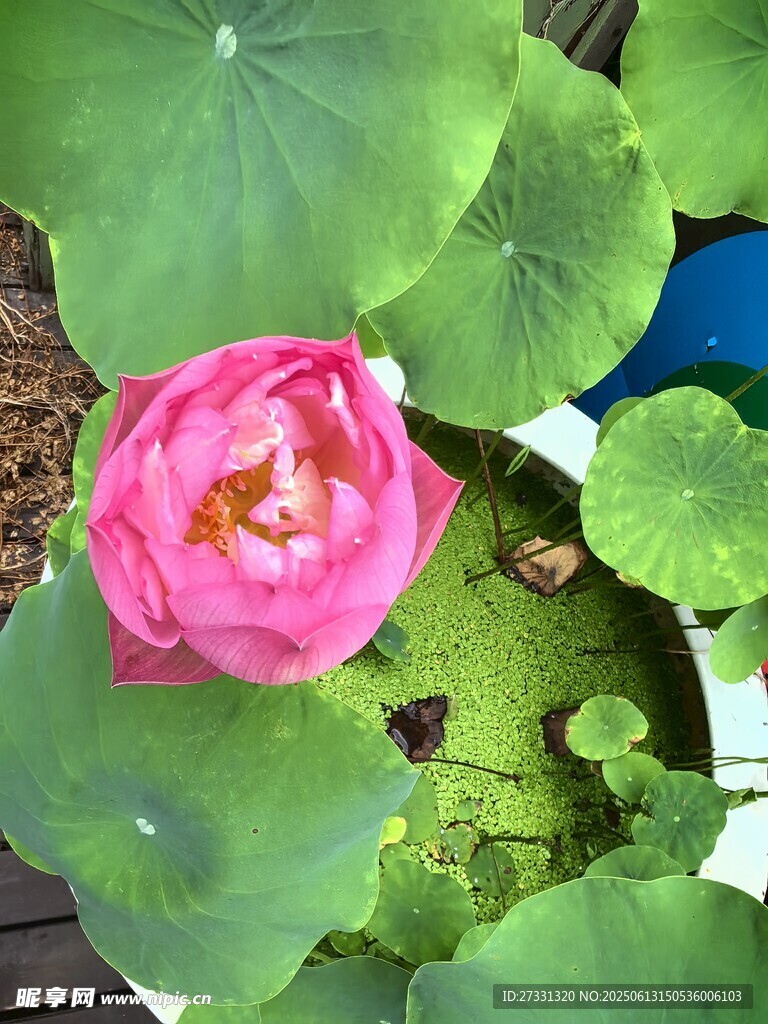 嬌艷荷花綻放于綠葉間
