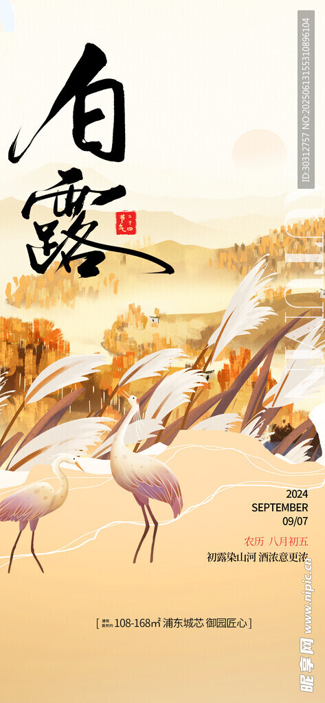 白露時節的優雅丹頂鶴